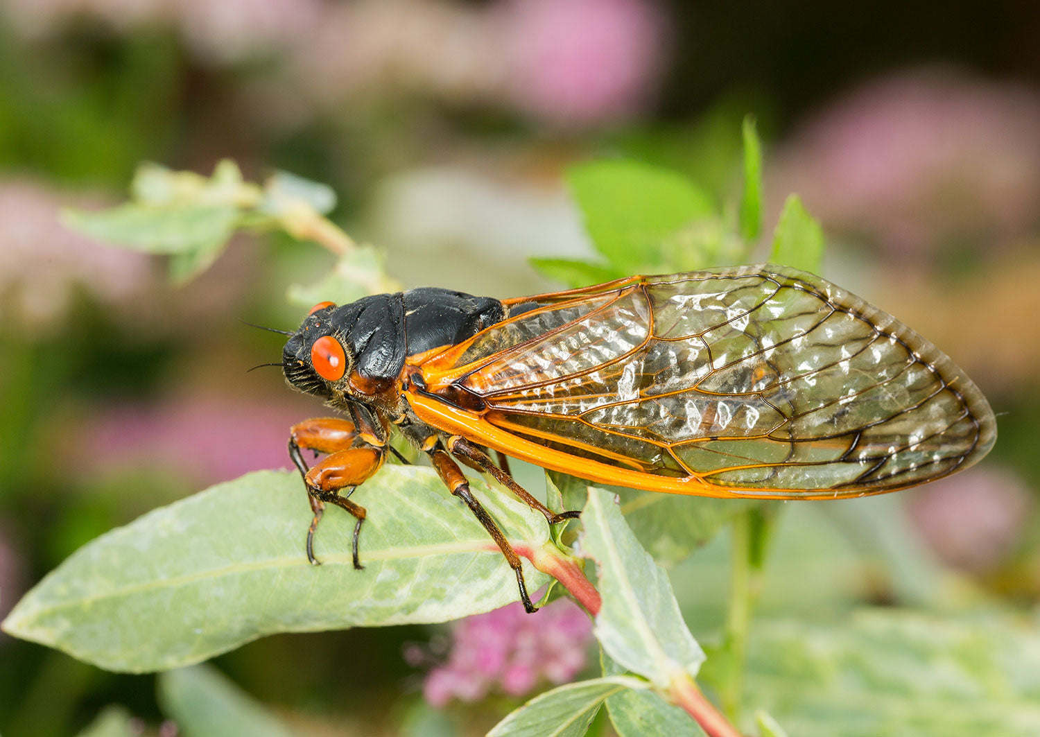 When will the 13 and 17 year cicadas coincide and where will they crossbreed?