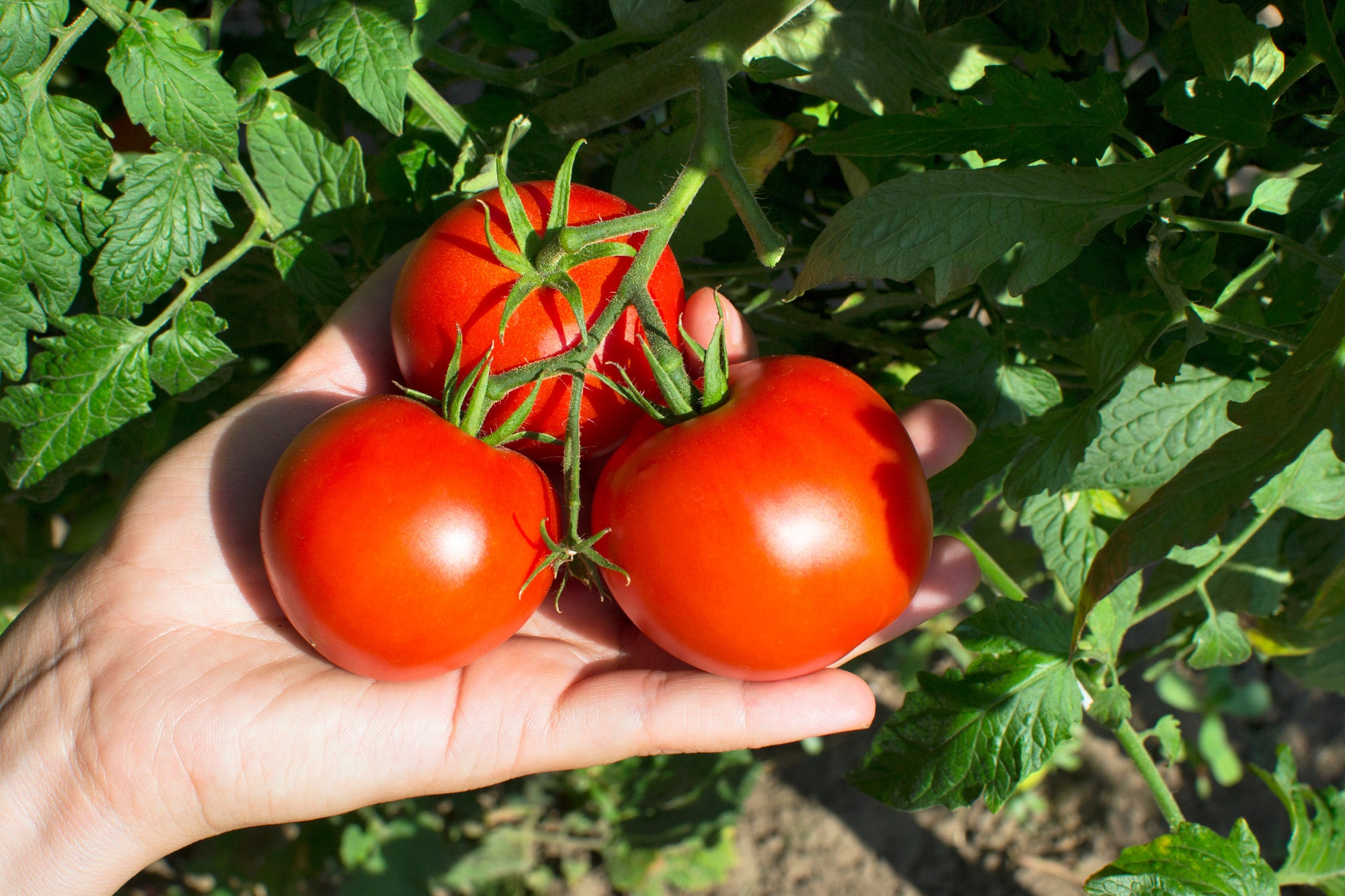 Getting Started Growing Tomatoes