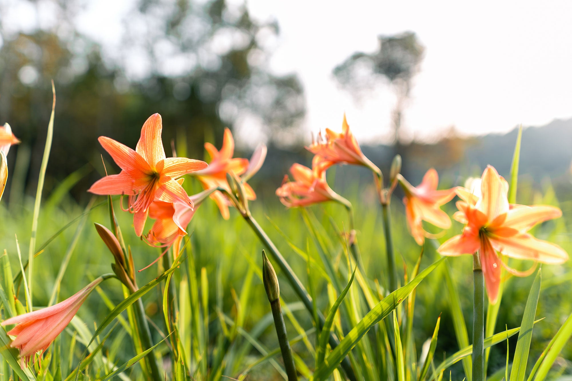 How to Plant, Grow, and Care for Daylilies