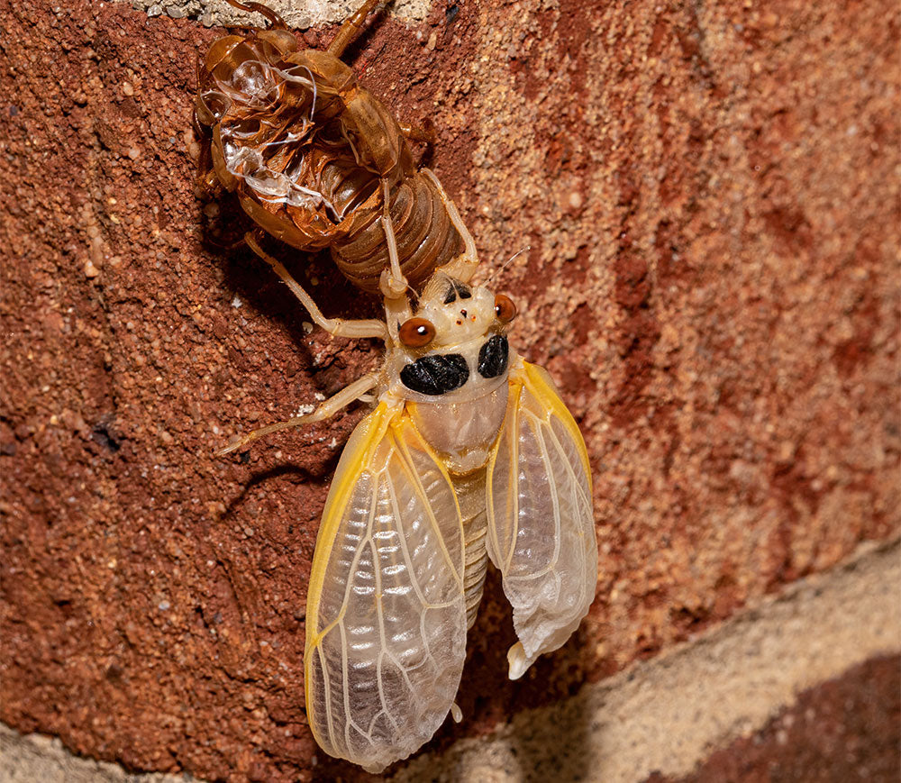 Brood X cicada has emerged from its exoskeleton and its wings have expanded