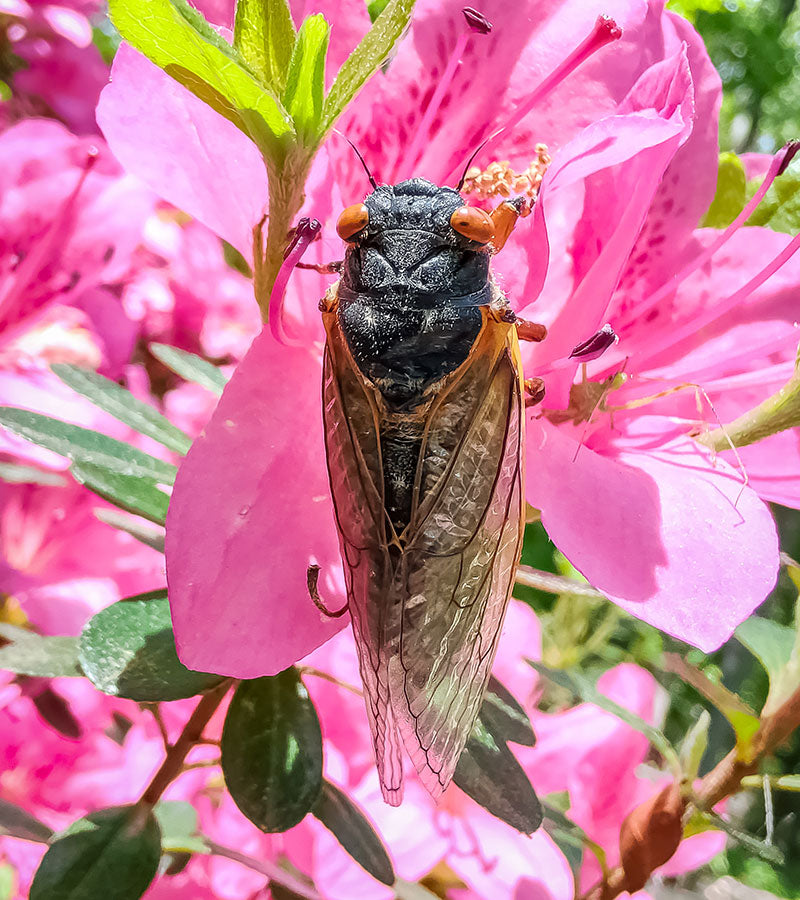 Great Eastern Periodical Cicada perched on a pink azalea