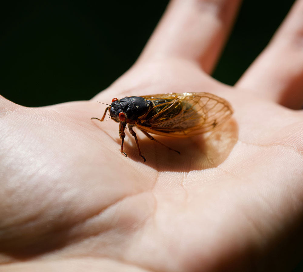 Periodical Cicada on a Person's Hand