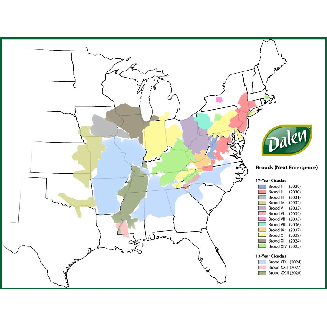 Which Cicada is Emerging This Year? Knowing Where &amp; When with the USA Cicada Brood Map