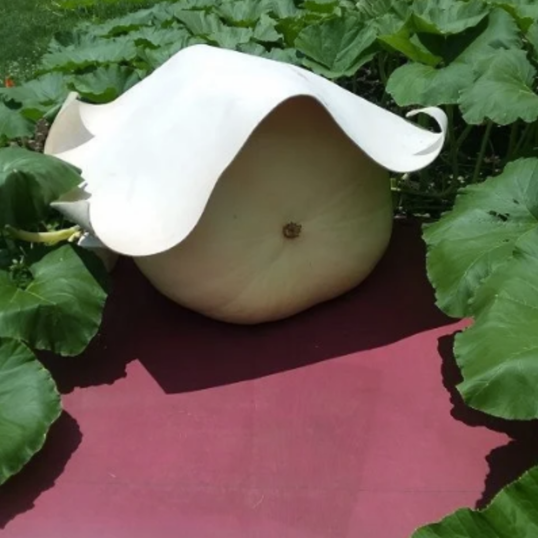 grow giant pumpkins with red light reflector