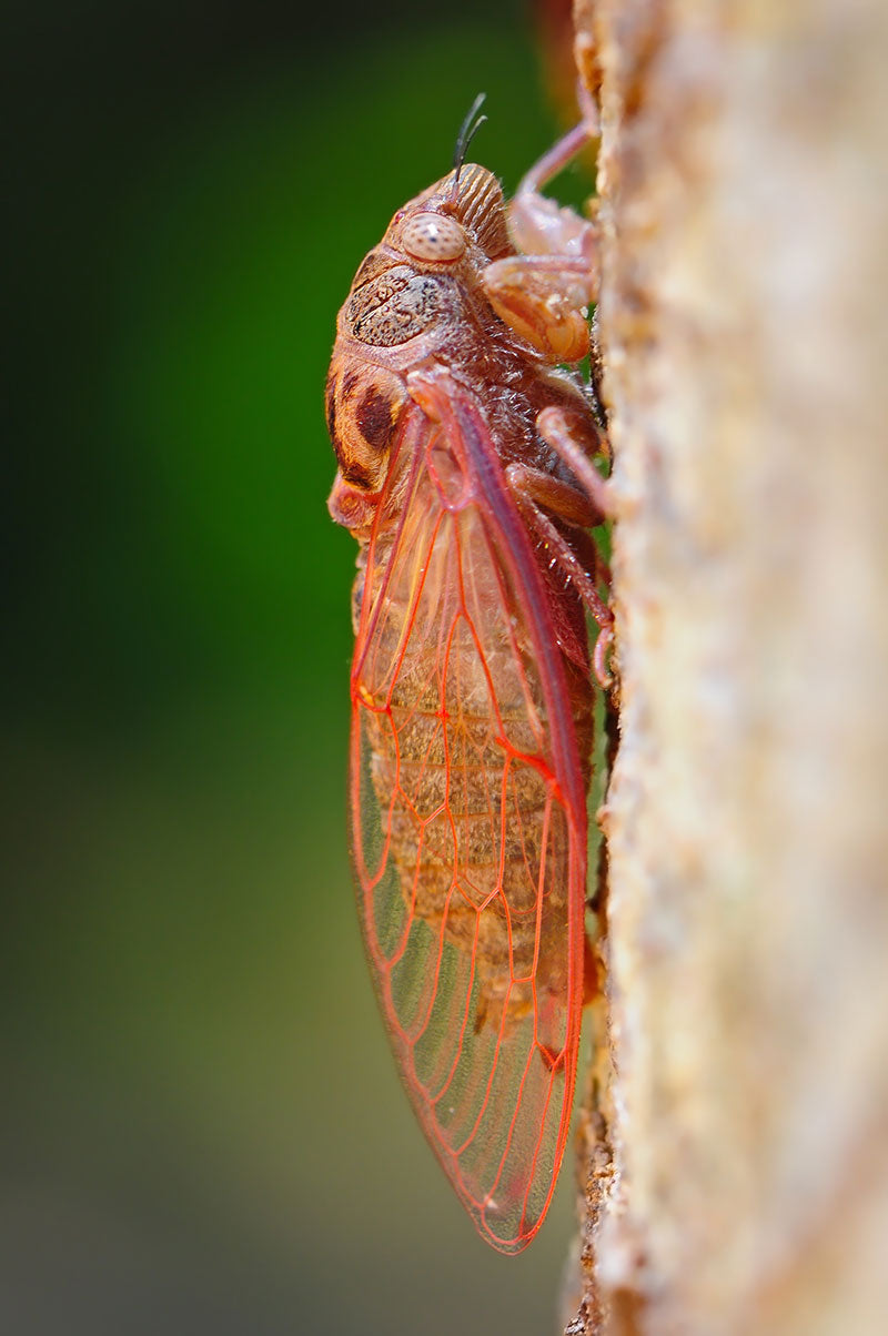 Young cicada on tree