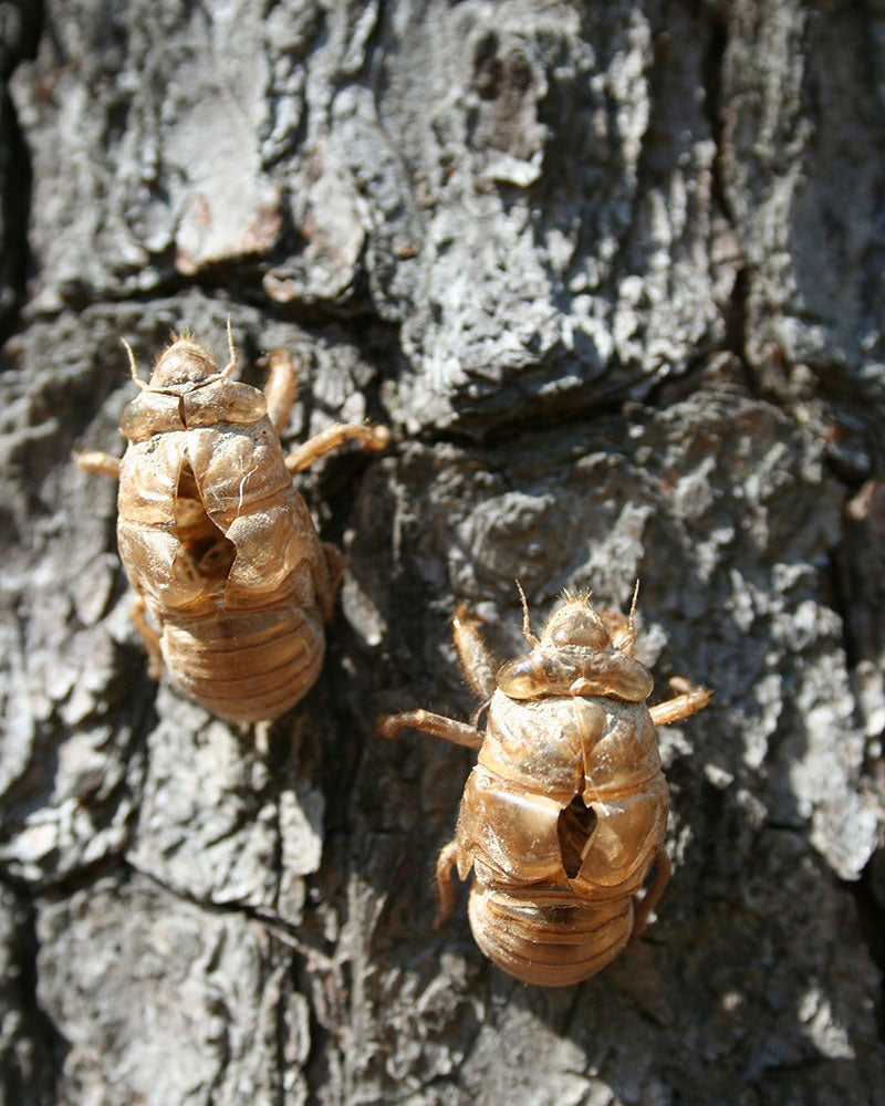 cicadas emerging from shell