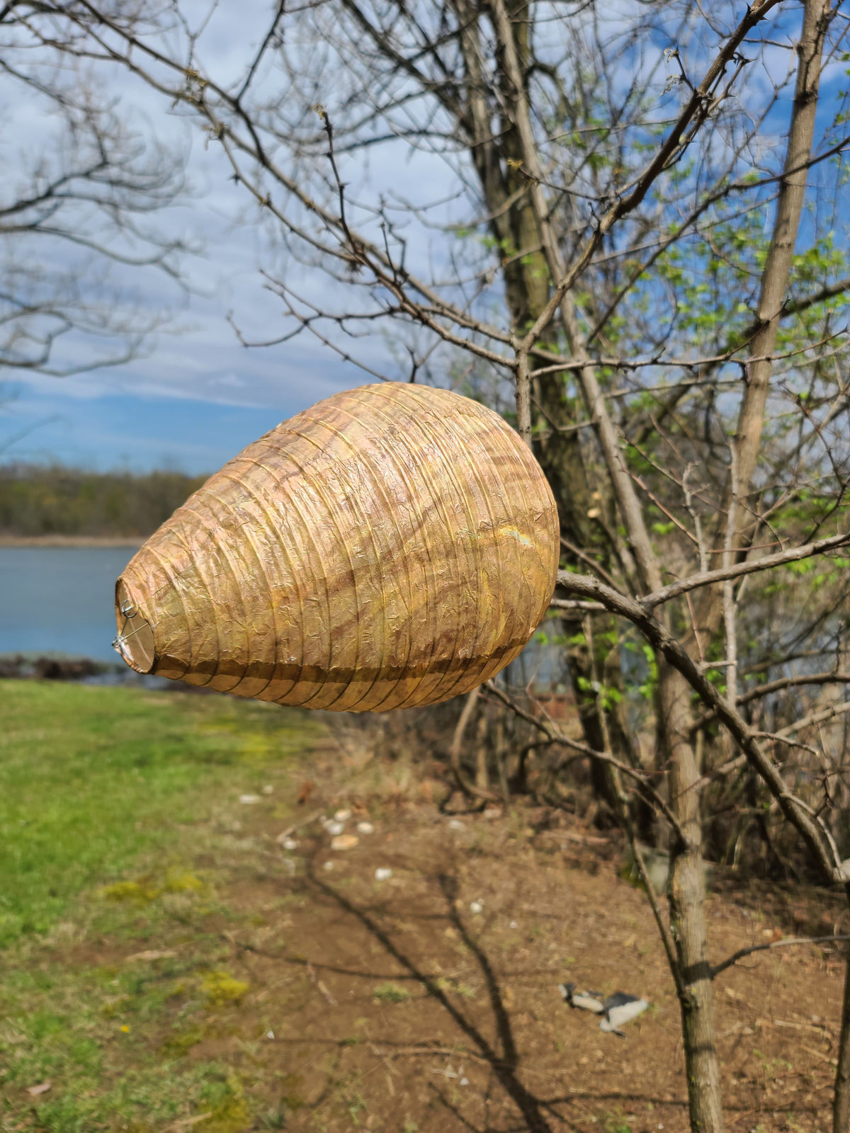 stop hornets, wasps, and carpenter bees with a fake nest 