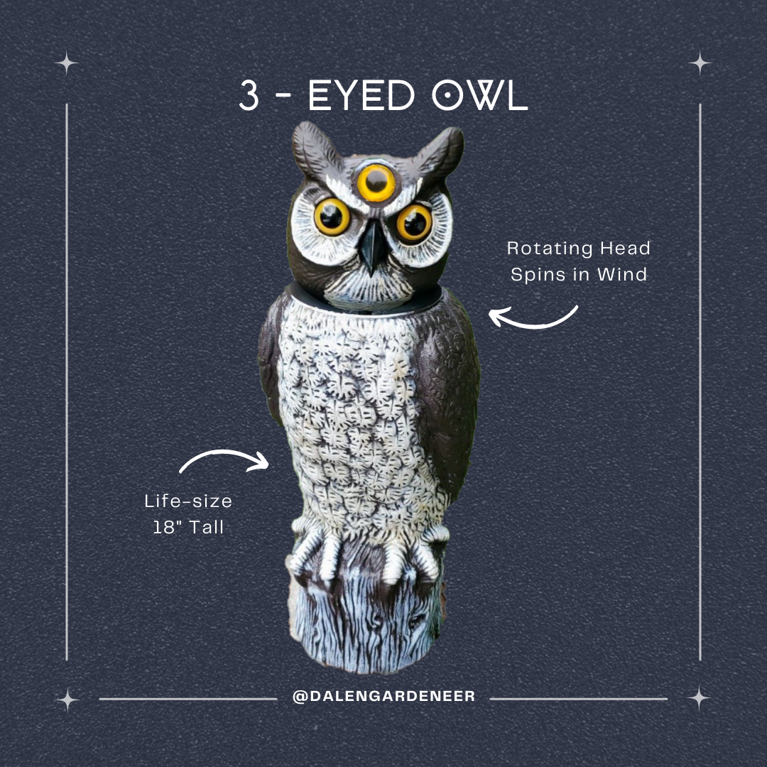 black hole void owl with 3 eyes