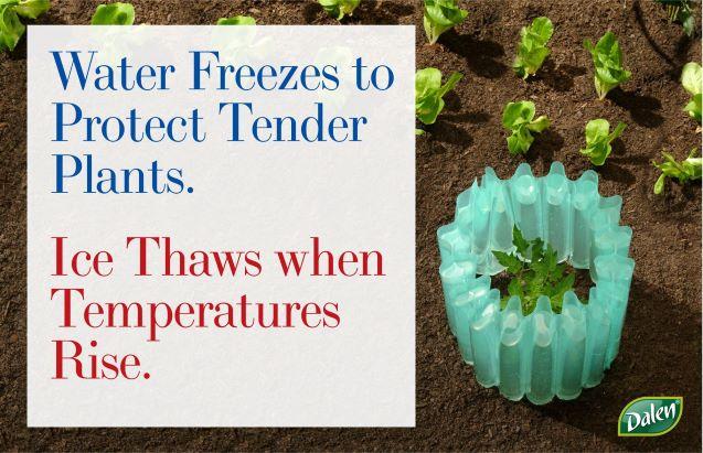 Wall-O-Water™ Season Starter 18" Tomato & Plant Protectors - 3pk or 9pk Mini Greenhouses