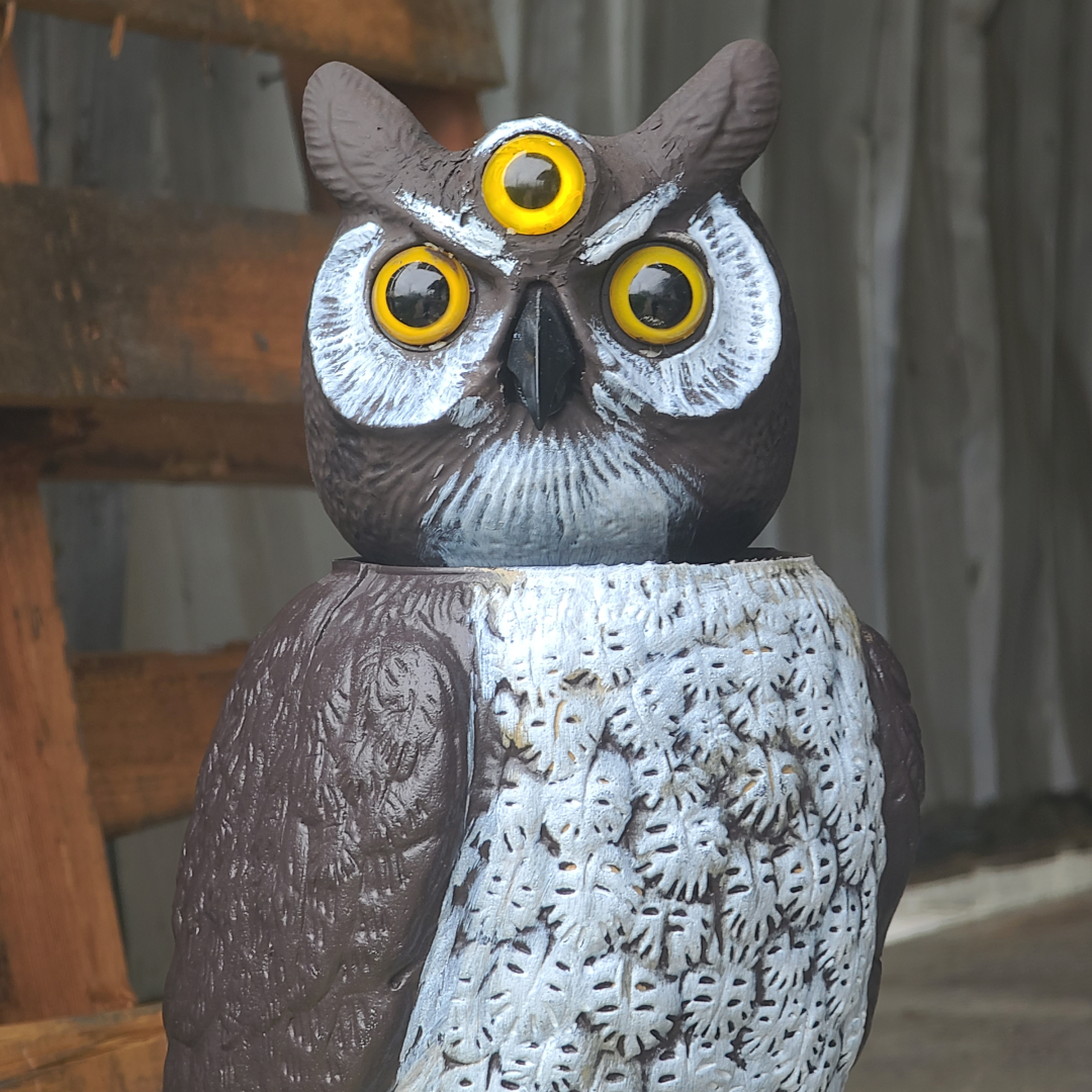 rotating head owl with three eyes
