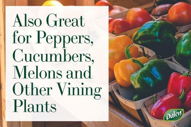 Wall-O-Water™ Season Starter 18" Tomato & Plant Protectors - 3pk or 9pk Mini Greenhouses