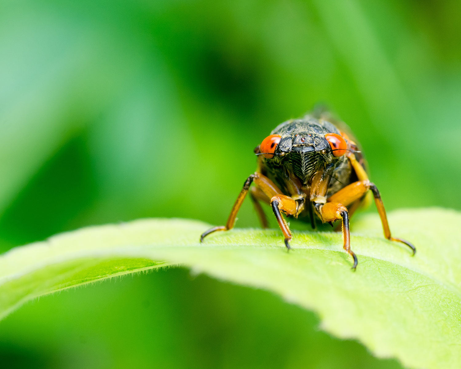 Cicada Emergence 2025: Protecting Your Garden and Plants