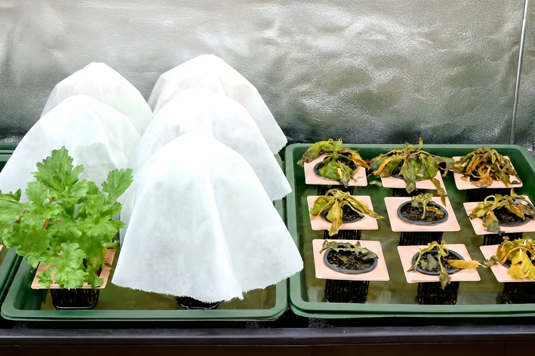 Comparison of thriving plants under protective domes and dying, exposed seedlings in a reflective grow tent.