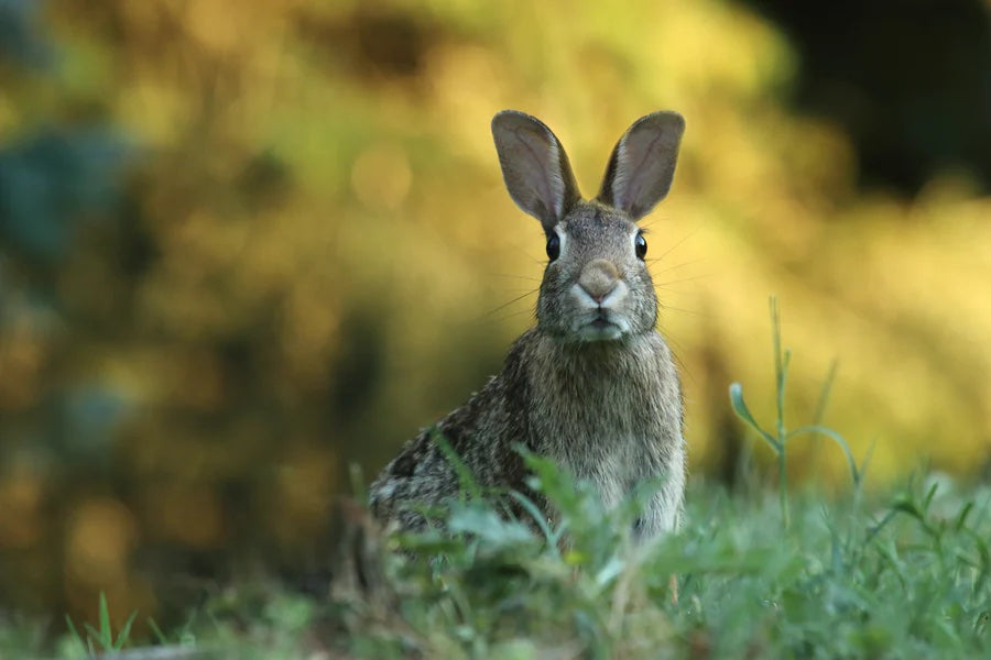 Keeping Critters Out of Your Garden