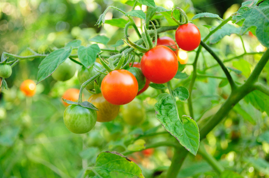 Learn about Garden Growing Aids