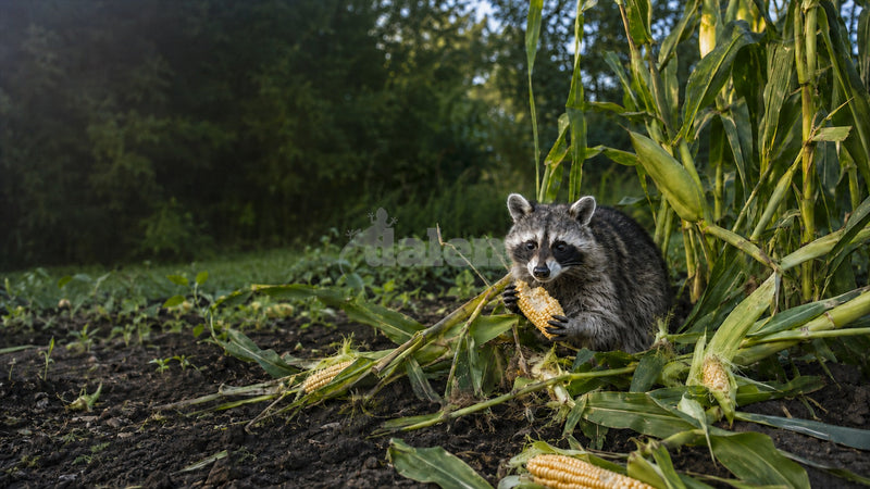 Raccoon eating an ear of sweet corn beside damaged stalks and scattered corn in a garden patch.