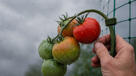 A gardener fastens a velcro plant tie around a heavy tomato branch, securing it to trellis netting after summer rain