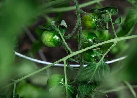 Best Tips for Protecting Growing Tomatoes