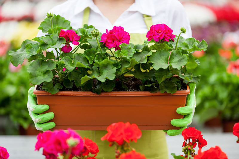 How to Grow Geraniums | Dalen - Dalen Products