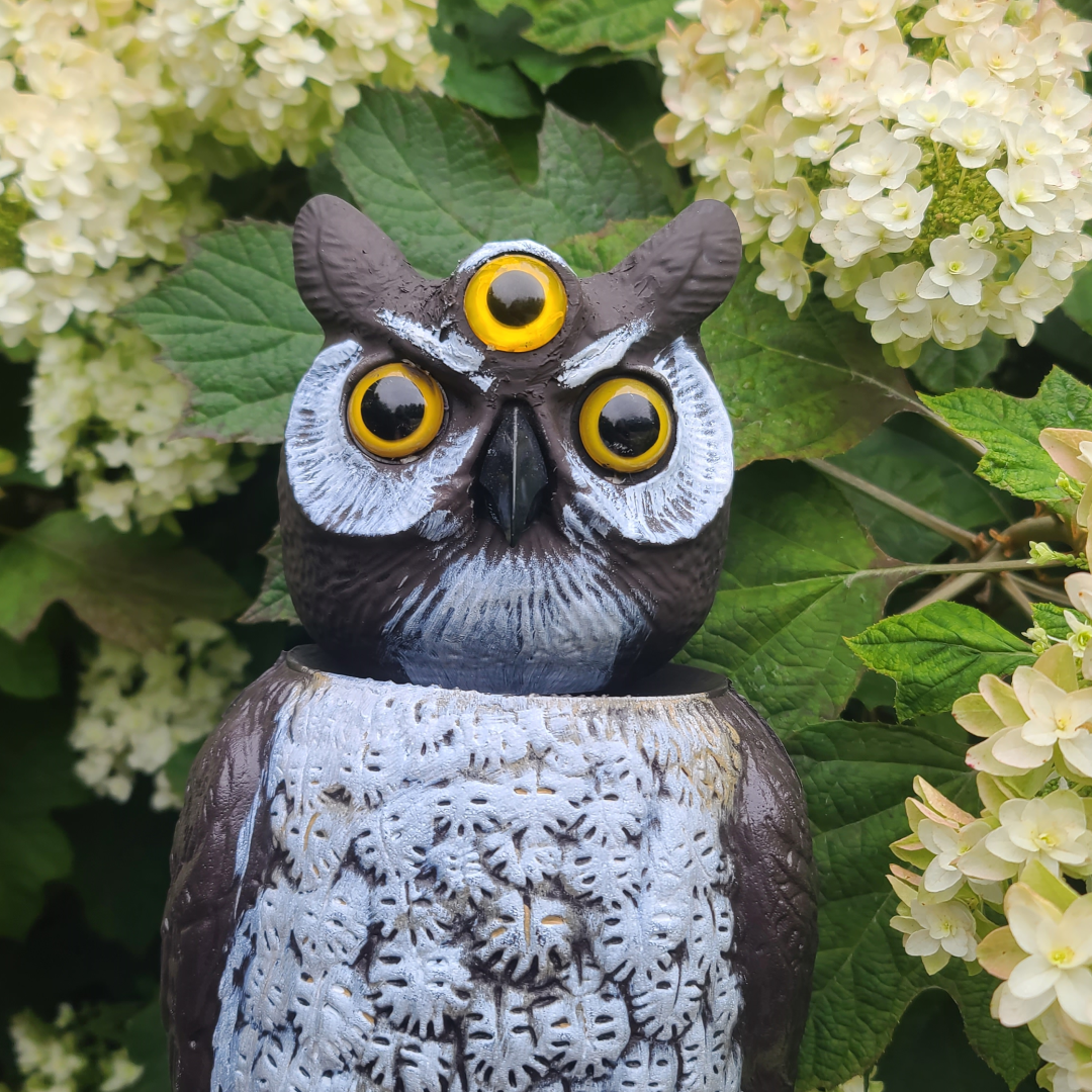 fake owl with 3 eyes