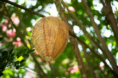 Fake Hornet's Nest - Wasp & Bee Territorial Nesting Repellent - 3 Pack