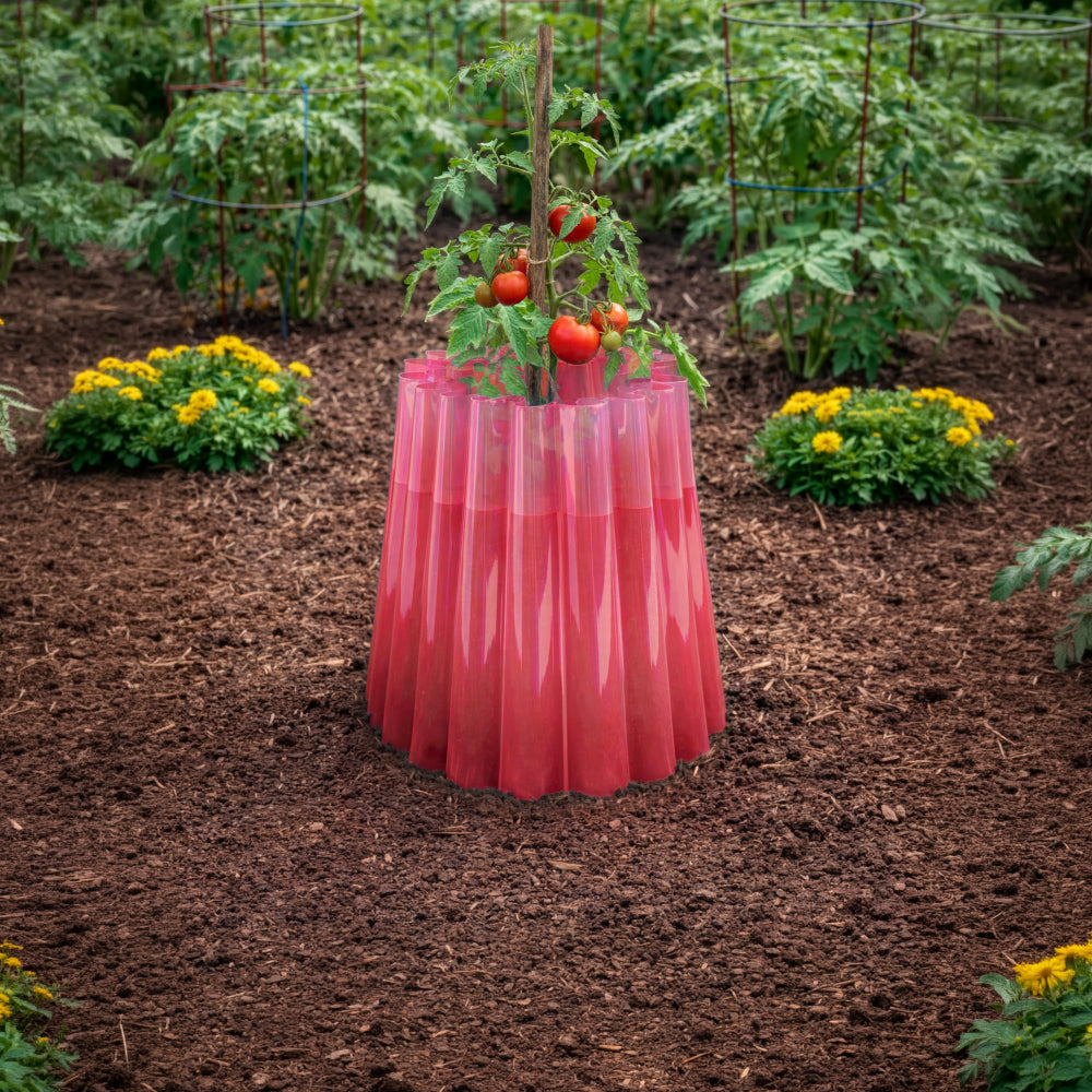 Tomato & Fruit / Berries Plant Garden Care - Growth & Pest