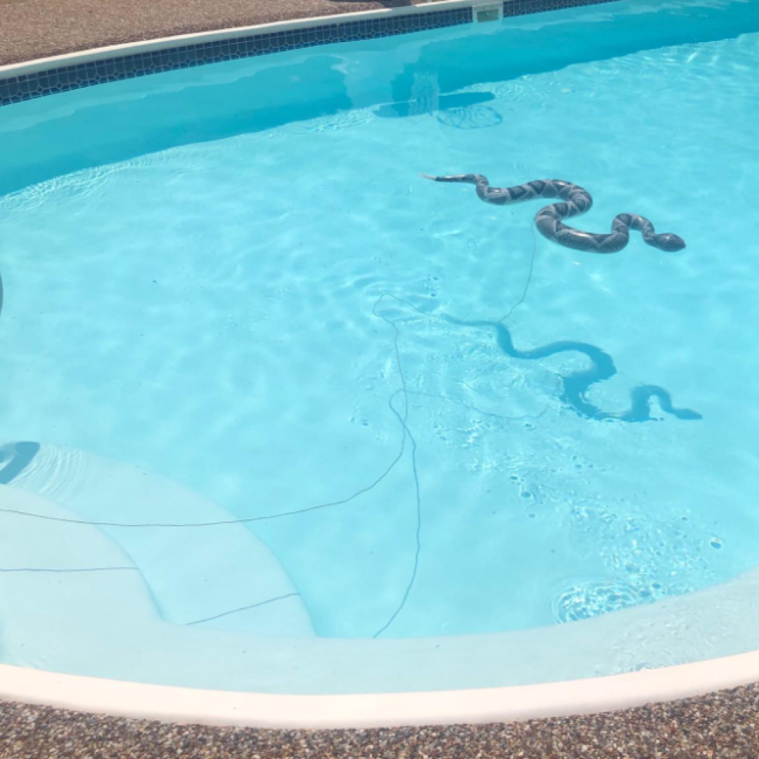 floating snake scares away pool critters