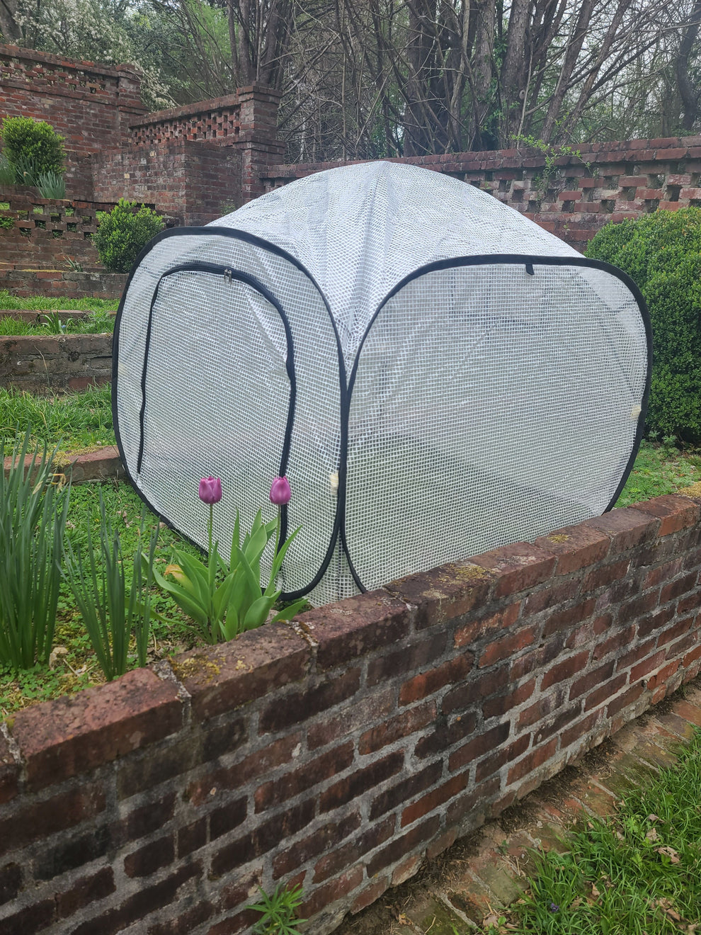 grow tent cover Dalen 39in Pop-Up Greenhouse Portable with Zipper Door – Dalen Products MAAP Emerge Kurzarmtrikot Herren QUEEN:MLT24288-BLK Size:US18W Fully enclosed bottom –