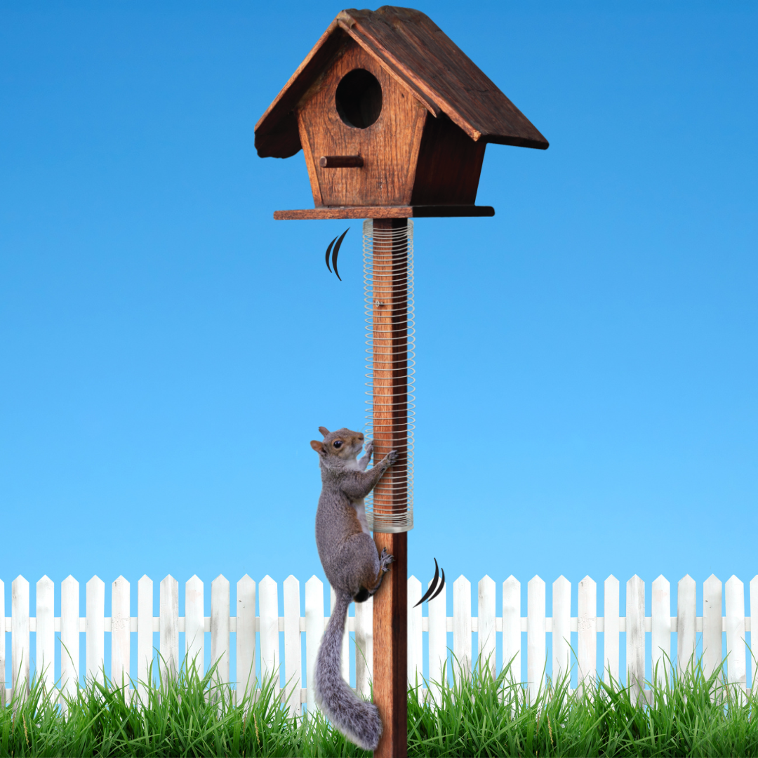 protect bird houses from squirrels
