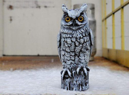 snowy owl fake decoy predator 