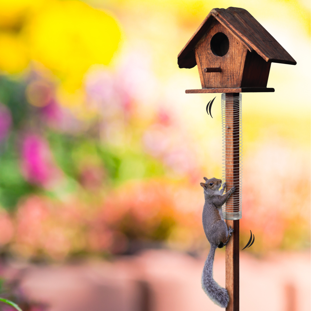 deter squirrels from bird feeder with slinky