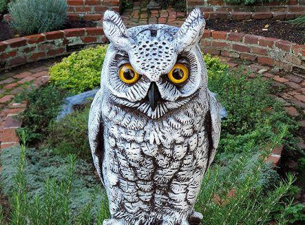 snowy owl guarding summer herb garden