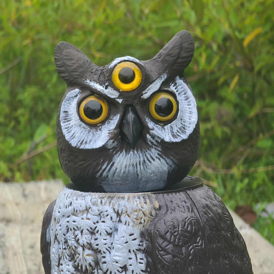 owl with three eyes