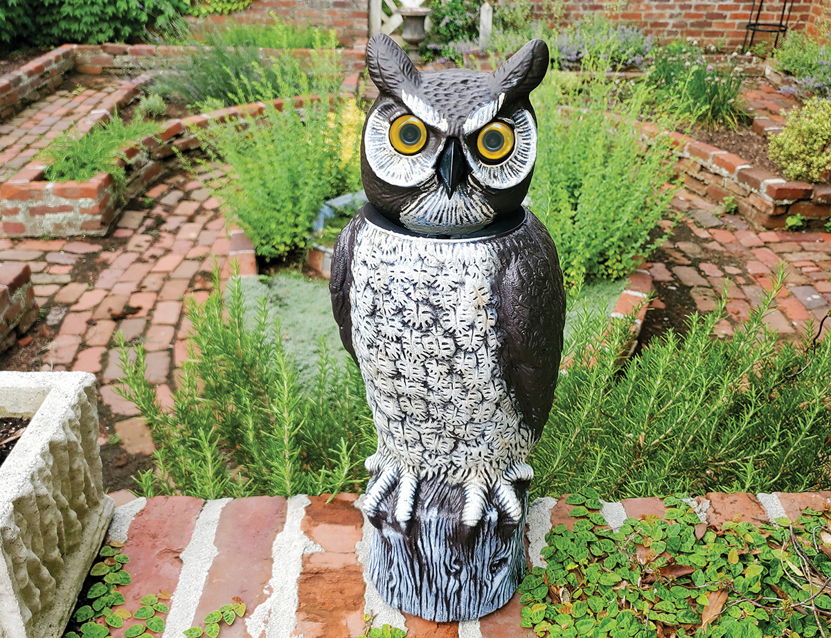 owl with camera eyes