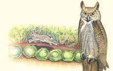 Inflatable Owl - 24