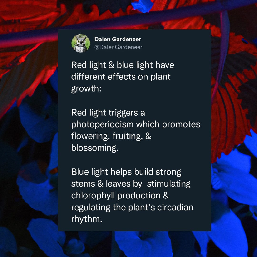 red blue light plant effects