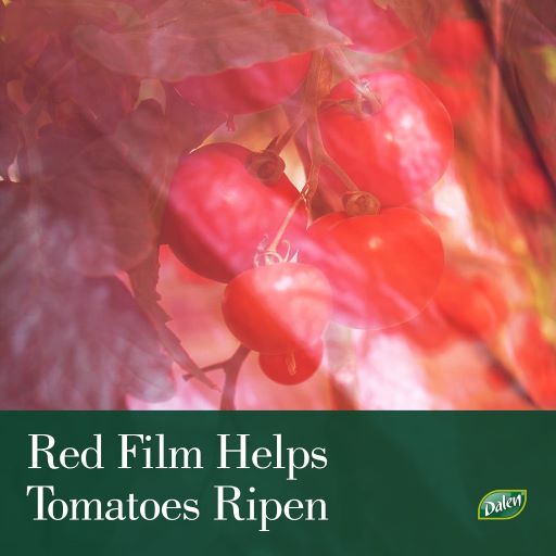 Better Reds Greenhouse Tomato Cages