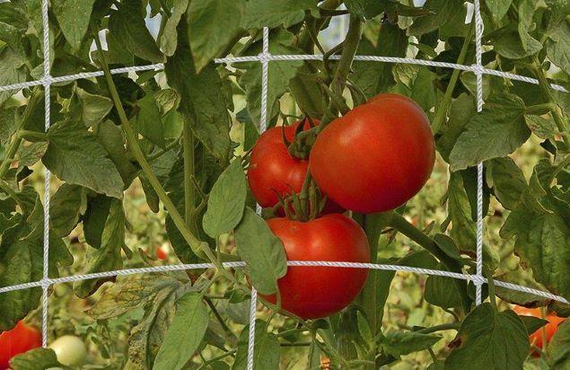 Trellis Netting For Vertical Gardening - Vegetable &amp; Tomato Growth Mesh