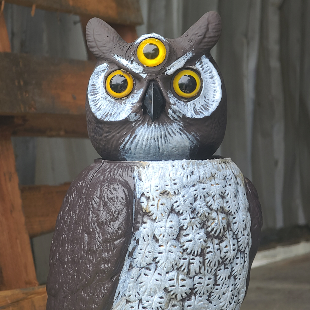 rotating head owl with three eyes 