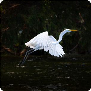 Wetlands and bird sanctuary